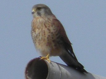 kestrel