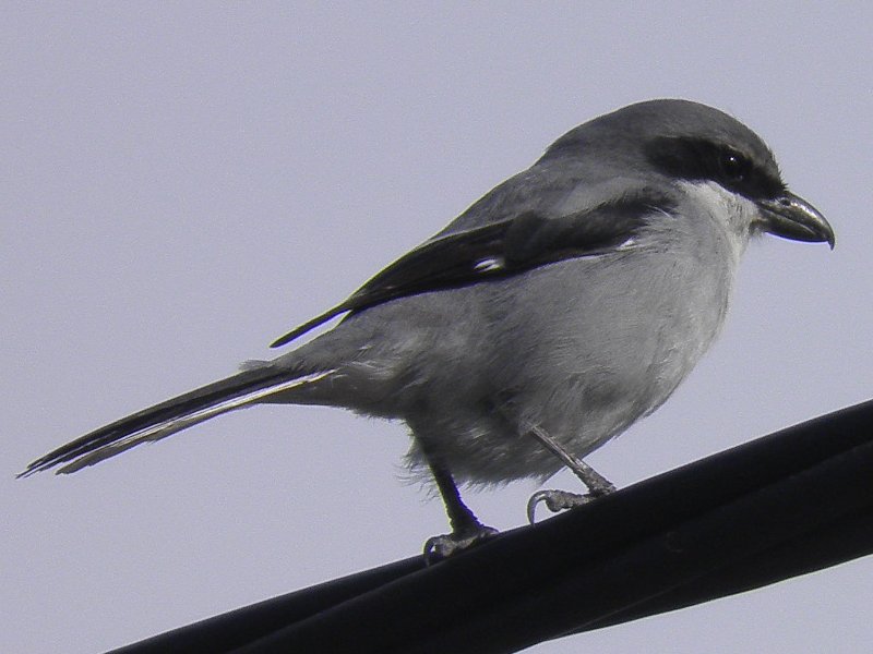 shrike