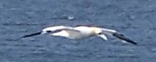 Gannet at Gullane