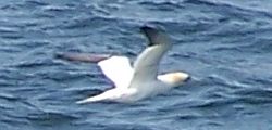 Gannet at Gullane