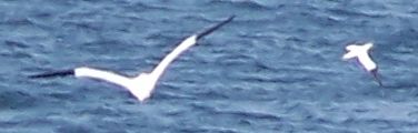 Gannets at Gullane