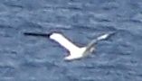 Gannet at Gullane