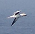 Gannet at Gullane