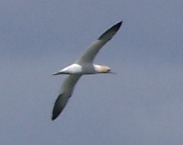 Gannet at Gullane