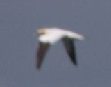 Gannet at Gullane