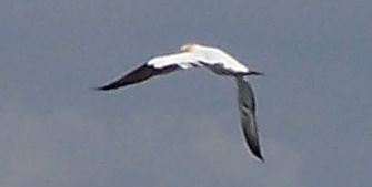 Gannet at Gullane