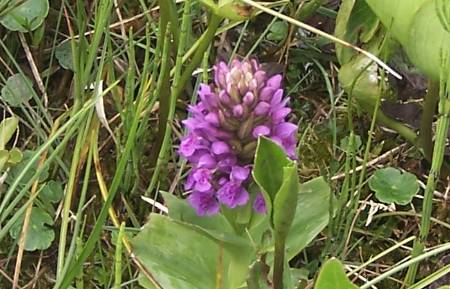 Marsh Orchid at Aberlady Bay