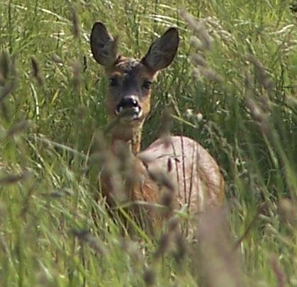 Roe Deer at Aberlady Bay