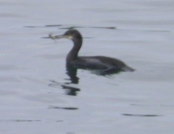 Cormorant at Seacliff Beach